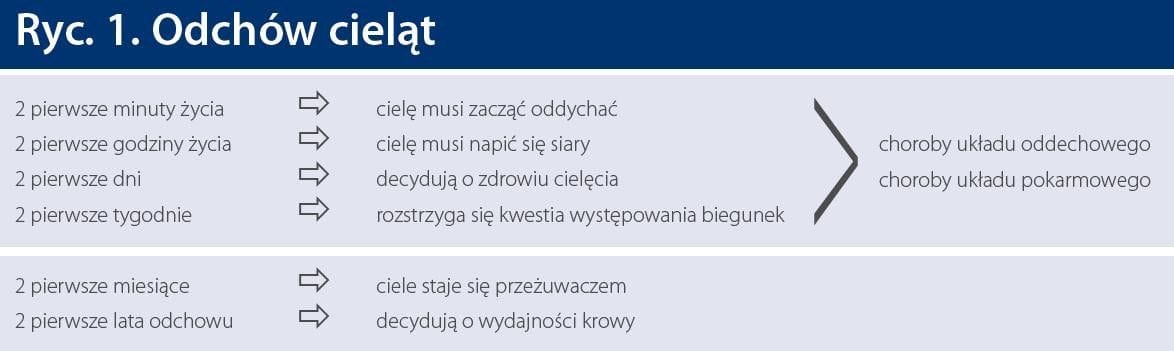 rycina_1 choroby cieląt