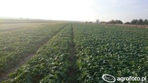 odżywianie rzepaku jesienią