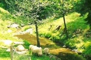 ubój owcy wymaga pisemnego zgłoszenia lekarzowi weterynarii