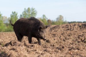 ostroga dzik; pomoc dla producentów trzody