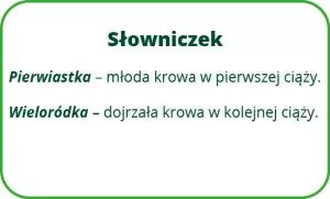 dlaczego krowy nie chcą leżeć