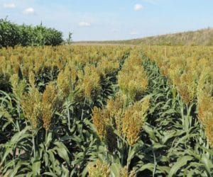 sorgo odmiany