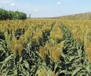 Sorgo: wybór odmiany decyduje o&nbsp;powodzeniu uprawy