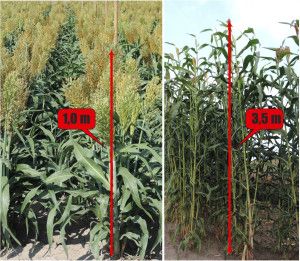 sorgo