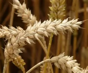 Eksport i&nbsp;import zbóż: licencje