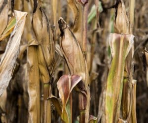 Straty w&nbsp;rolnictwie i&nbsp;susza – pomogą specjalne komisje [AKTUALNOŚCI]