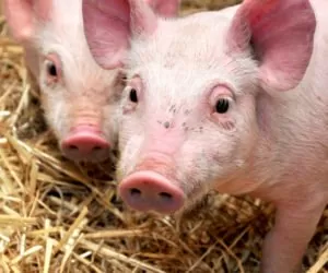 Unia Europejska – Nowa Zelandia: nowa umowa handlowa