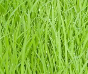 Kogo dotyczy praktyka zazielenienia?