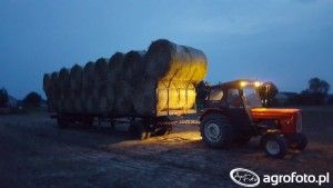 Źródło: AgroFoto.pl, BARTEK333