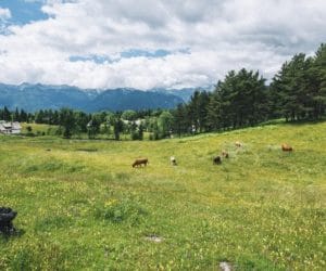 OECD sprawdza szanse na rozwój obszarów wiejskich