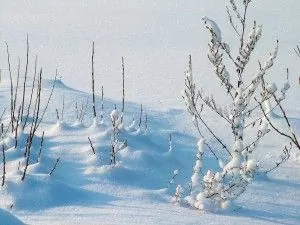 przezimowanie