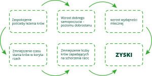leżenie krów