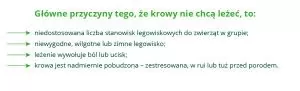 dlaczego krowy nie chcą leżeć