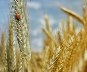 Ceny zbóż ze starych zbiorów a&nbsp;ceny młodego ziarna