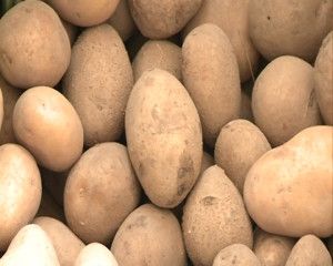 zbiory ziemniaków