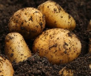 Zbiory ziemniaków niższe niż w&nbsp;ubiegłym roku