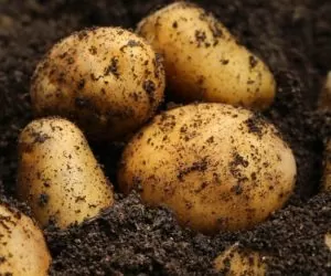 Zbiory ziemniaków niższe niż w&nbsp;ubiegłym roku