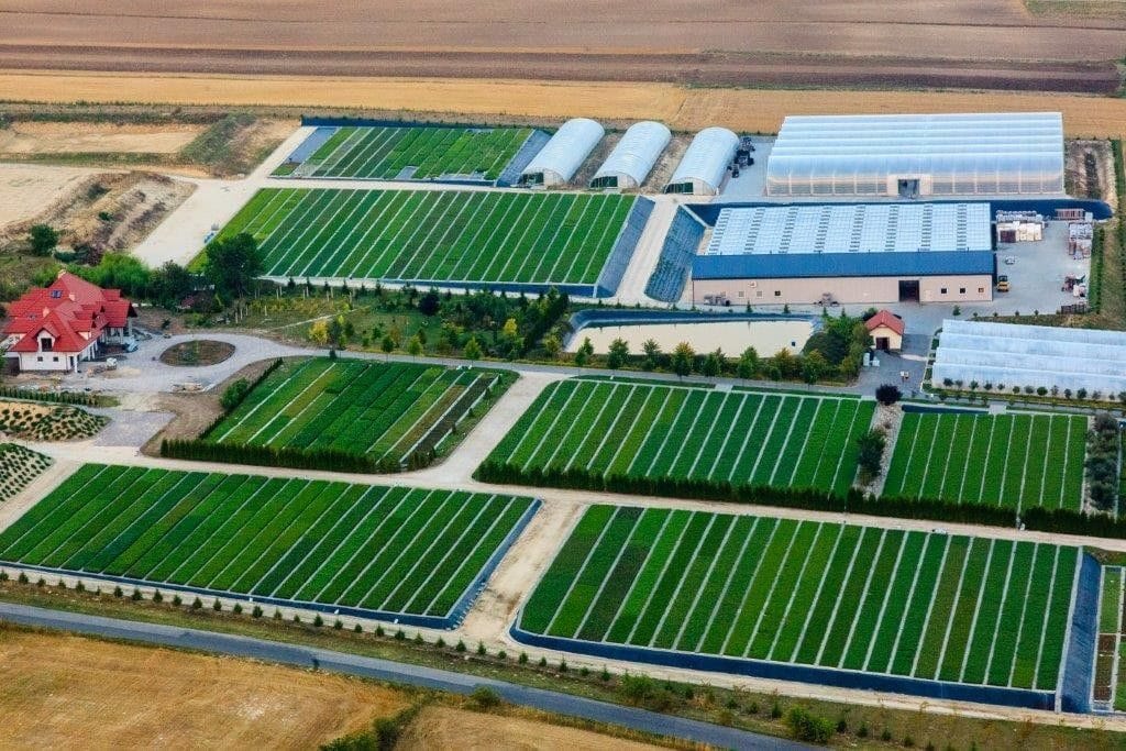 Uprawa borówki wysokiej