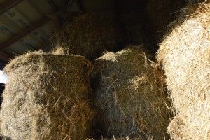 produkty uboczne przetwórstwa w żywieniu