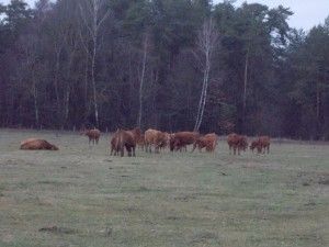 Stado krów limousine