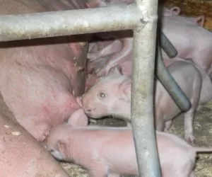 Mleczność lochy a&nbsp;parametry odchowu prosiąt