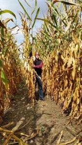 Zboża jare, kukurydza