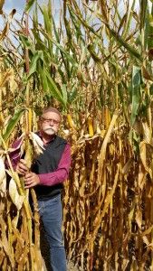 Zboża jare, kukurydza