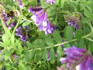 Wyka ozima 3 - zapylanie