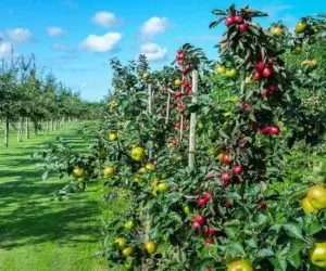 Jak eksportować jabłka do Indonezji?