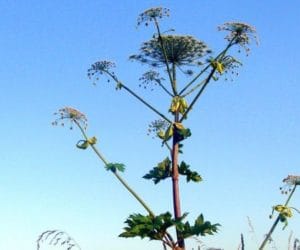 Środowisko bez barszczu Sosnowskiego