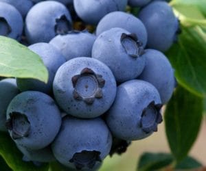 Szara pleśń borówki amerykańskiej – pewne zwalczanie!