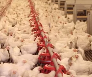 Polskie brojlery najtańsze w&nbsp;Unii