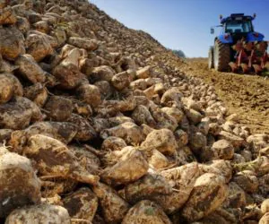 Czy cukier z&nbsp;buraka zawdzięczamy alkoholikowi?