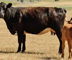 Silna pozycja wołowiny: eksport rośnie