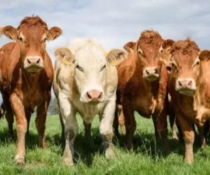 Ceny bydła i&nbsp;cieląt w&nbsp;dół