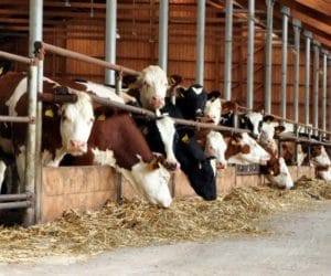 Kto będzie odpowiadał za utylizację padłych zwierząt?