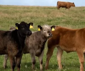 Rasy bydła w&nbsp;Polsce a&nbsp;bioróżnorodność