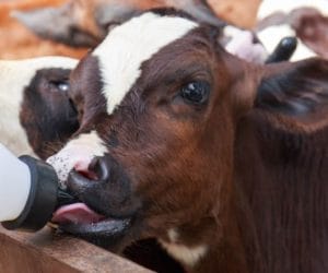 Zapalenie płuc u&nbsp;cieląt: objawy, leczenie i&nbsp;profilaktyka