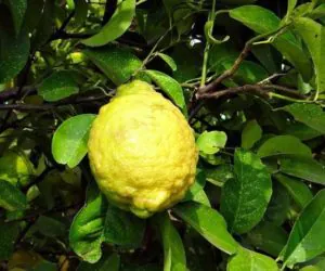 Wzrost cen owoców i&nbsp;warzyw w&nbsp;Rosji