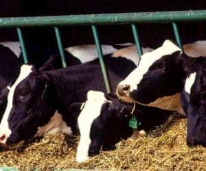 Co z&nbsp;pomocą dla producentów mleka?