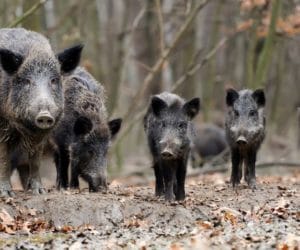 ASF: kolejny dzik odstrzelony