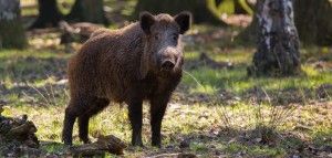 ASF u dzików niebezpieczny