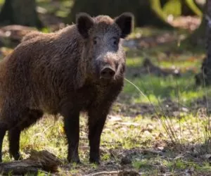 Rolnicy kontra myśliwi: prawo łowieckie a&nbsp;apel KRIR