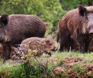 Co z&nbsp;Polskim Związkiem Łowieckim?