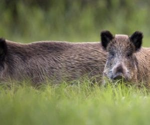 Odstrzelanie dzików jedynym rozwiązaniem?