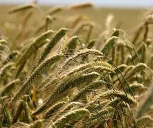 Obniżka i&nbsp;podwyższenie stawek dopłat