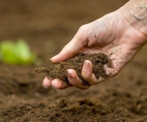 Struktura gleby – jak ją poprawić?