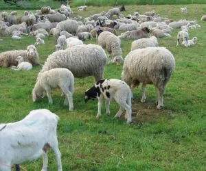 Jak wygląda realizacja dopłat bezpośrednich?