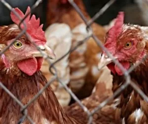 Słabszy rok na rynku drobiu