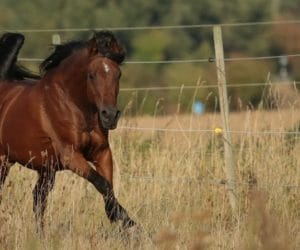 Polskie stadniny w&nbsp;czołówce